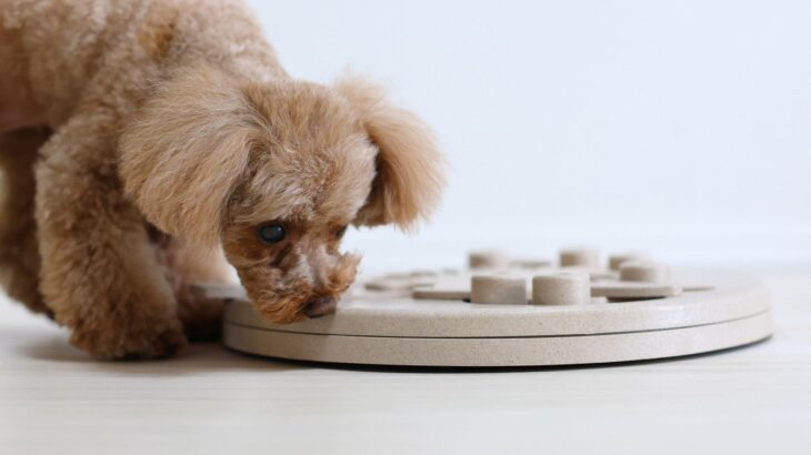 犬をおとなしくさせるために使える『便利アイテム』3つ　効果的な使い方からNG行為までご紹介(ブログ)
