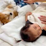 1歳の女の子が豆柴と一緒に眠っていたら、羨ましく思った大型犬が…とんでもなく尊い『まさかの行動』が58万再生「幸せ溢れてる」「家族愛」(ブログ)
