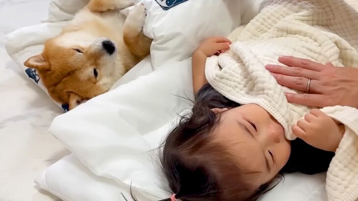 1歳の女の子が豆柴と一緒に眠っていたら、羨ましく思った大型犬が…とんでもなく尊い『まさかの行動』が58万再生「幸せ溢れてる」「家族愛」(ブログ)