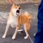 神経質で噛みついてくる保護犬→愛を注ぎ続け、苦手なブラッシングをしたら…２年後の『思わず泣けるビフォーアフター』が84万再生「涙でた…」(ブログ)