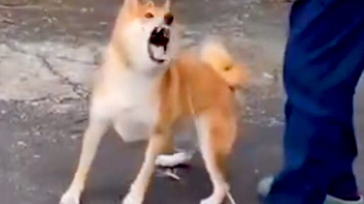 神経質で噛みついてくる保護犬→愛を注ぎ続け、苦手なブラッシングをしたら…２年後の『思わず泣けるビフォーアフター』が84万再生「涙でた…」(ブログ)