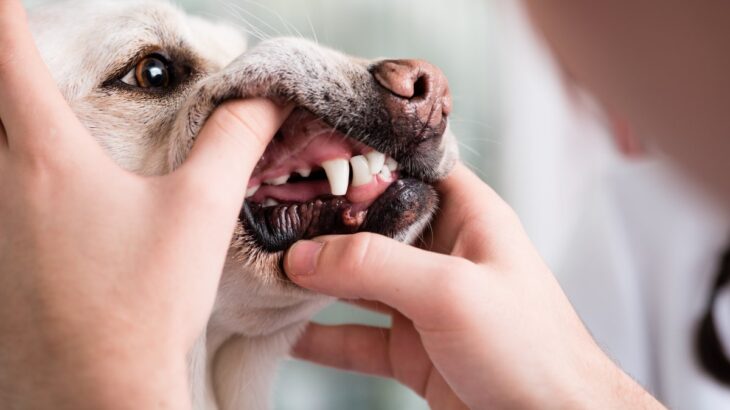犬の『口臭』が悪化してしまう原因5選　考えられるトラブルや病気の初期症状まで(ブログ)