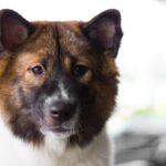 犬が『捨てられた』と勘違いする飼い主の行動4選　愛犬に不安感を抱かせないためにすべきケアまで(ブログ)