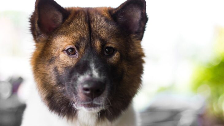 犬が『捨てられた』と勘違いする飼い主の行動4選　愛犬に不安感を抱かせないためにすべきケアまで(ブログ)