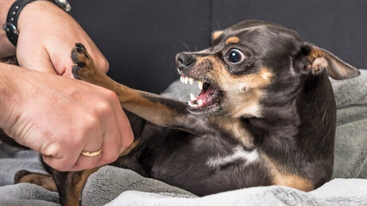 犬を『イライラ』させている飼い主の行動5つ　愛犬に与える悪影響や取るべき対処法まで(ブログ)