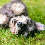 犬が『体をくねくね』させるときの心理4つ　愛おしい仕草の原因から注意すべき症状まで(ブログ)