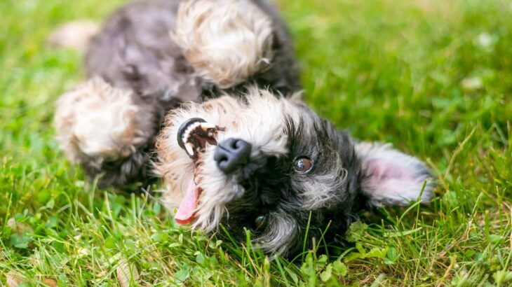 犬が『体をくねくね』させるときの心理4つ　愛おしい仕草の原因から注意すべき症状まで(ブログ)