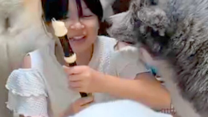 夏休み、女の子が『リコーダーの練習』をした結果→3匹の秋田犬が…全く集中できない『まさかの状況』に絶賛「呼び笛？ｗ」「ワチャワチャ感ｗ」(ブログ)