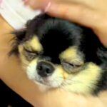 おばあちゃんと『1ヶ月ぶりの再会』を果たした犬→まるで本当の孫のような『尊すぎる光景』に反響「会えて良かったね」「愛情あふれてて素敵」(ブログ)
