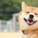 犬が『ご機嫌なとき』に見せる行動5つ　仕草から分かる心理や信頼関係を深めるコツをご紹介(ブログ)