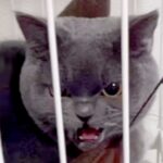 『気難しい性格な猫』のいる家にやってきた子犬→『仲良くできるかな』と心配していたら…予想外の展開が52万再生「素敵」「マタタビかけた？」(ブログ)