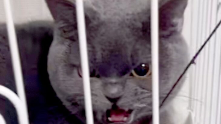 『気難しい性格な猫』のいる家にやってきた子犬→『仲良くできるかな』と心配していたら…予想外の展開が52万再生「素敵」「マタタビかけた？」(ブログ)