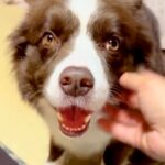 『暑いから一緒に寝るのやめよう』と犬に提案→寝転がった結果…絶対に断れない『尊すぎる行動』が327万再生「悶絶した」「可愛いしかない」(ブログ)