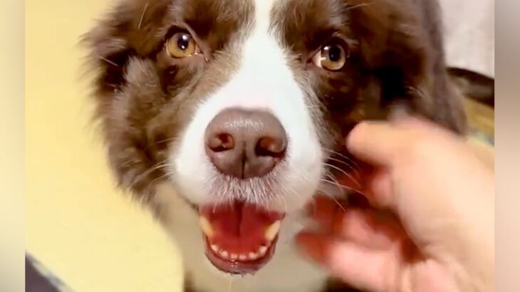 『暑いから一緒に寝るのやめよう』と犬に提案→寝転がった結果…絶対に断れない『尊すぎる行動』が327万再生「悶絶した」「可愛いしかない」(ブログ)
