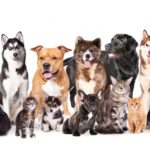 人気な犬種ランキングTOP5【2025年最新版】ワンコを迎える前に知っておきたい犬種ごとの魅力まで(ブログ)