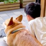 お休みの日、男の子と犬が窓際で…まるで血のつながった兄弟のような『尊すぎる光景』が66万再生「表情が愛おしい」「なんて幸せな時間」と絶賛(ブログ)