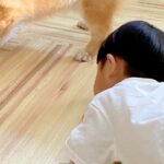 『男の子のおもちゃ』がテレビの下に入ってしまった結果→犬が協力をして…ずっと見ていたくなる『ふたりで一生懸命に悩む光景』に5万いいね(ブログ)