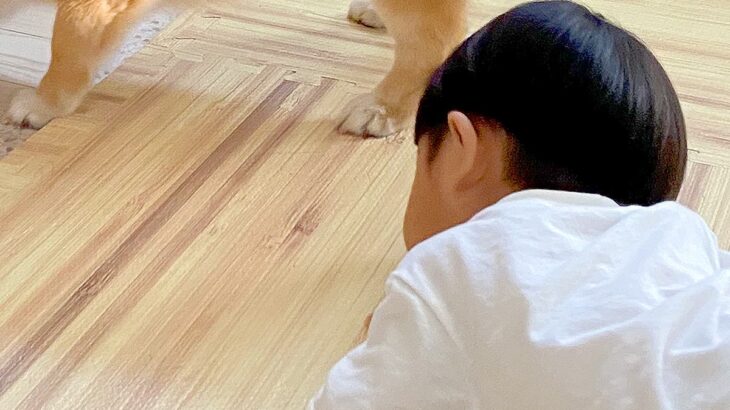 『男の子のおもちゃ』がテレビの下に入ってしまった結果→犬が協力をして…ずっと見ていたくなる『ふたりで一生懸命に悩む光景』に5万いいね(ブログ)