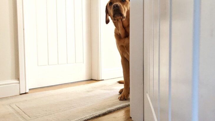 犬が『飼い主から離れたがる』ときの心理4つ　素っ気ない態度の原因から配慮すべきことまで(ブログ)
