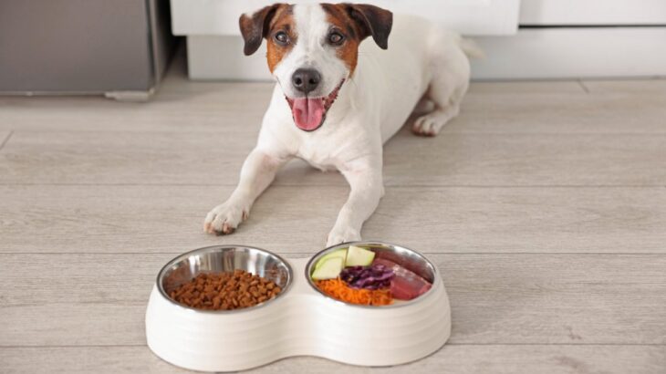 犬にとって『危険な食器』3選　避けたほうがいい理由やお皿選びのポイントまで(ブログ)