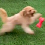 犬のおもちゃを投げた結果→遊んでくれるかと思ったら…予想を遥かに超える『衝撃の行動』が386万再生「なんでやｗ」「何度見ても飽きない」(ブログ)