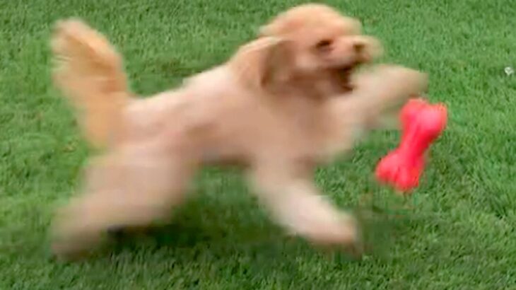 犬のおもちゃを投げた結果→遊んでくれるかと思ったら…予想を遥かに超える『衝撃の行動』が386万再生「なんでやｗ」「何度見ても飽きない」(ブログ)