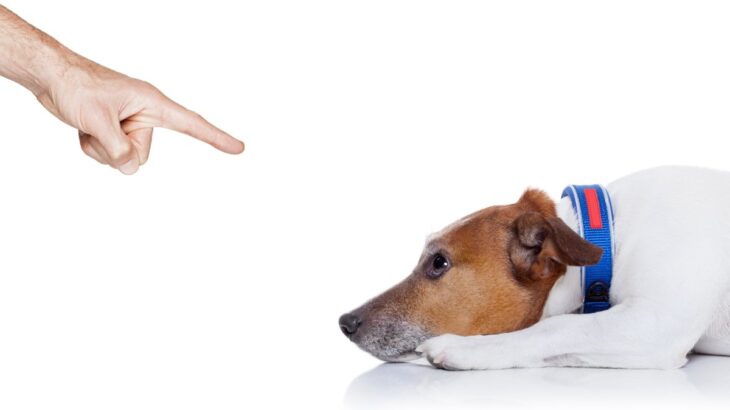 犬に『イライラ』したときに絶対やってはいけないNG行為5選　愛犬との信頼関係が崩壊する危険行動とは？(ブログ)