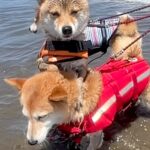 海を怖がって震える犬→姉犬が一緒に入ってくれて『もう大丈夫』と思ったら…予想外な『まさかの光景』が85万再生「人間みたいｗ」「沈めて草」(ブログ)