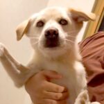 施設から引き取った犬→インターネットで『きょうだいを探してみた』結果…２ヶ月後の『奇跡のような展開』に感動「素敵」「愛がいっぱい」(ブログ)