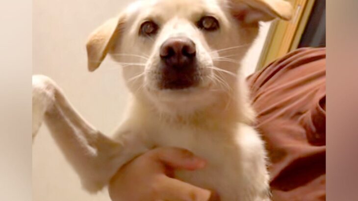 施設から引き取った犬→インターネットで『きょうだいを探してみた』結果…２ヶ月後の『奇跡のような展開』に感動「素敵」「愛がいっぱい」(ブログ)