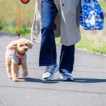 犬にとって『最適な散歩コース』の選び方とは　安全で楽しい時間にするためのポイントをご紹介(ブログ)