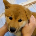 カラスに怯える赤ちゃん犬→安心させようと『名前』を呼んだら…とんでもなく尊い『初めて名前を認識した瞬間』に悶絶「愛おしすぎ」「可愛い…」(ブログ)
