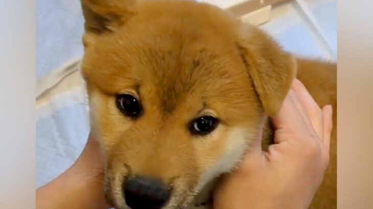 カラスに怯える赤ちゃん犬→安心させようと『名前』を呼んだら…とんでもなく尊い『初めて名前を認識した瞬間』に悶絶「愛おしすぎ」「可愛い…」(ブログ)
