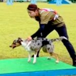 『世界一賢い犬種』がドッグスポーツに挑戦した結果→見たことのない完成度で…愛と絆を感じる『素敵な光景』が19万再生「感動で涙」「鳥肌」(ブログ)