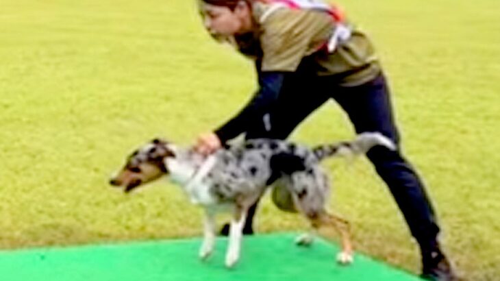 『世界一賢い犬種』がドッグスポーツに挑戦した結果→見たことのない完成度で…愛と絆を感じる『素敵な光景』が19万再生「感動で涙」「鳥肌」(ブログ)