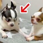 『一緒に遊びたい』とアピールする犬→普通に誘うかと思ったら…想像を超える『ヤンキーのような行動』が108万再生「目ｗ」「誘っておいてｗ」(ブログ)