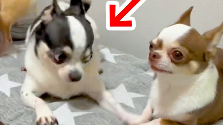 『一緒に遊びたい』とアピールする犬→普通に誘うかと思ったら…想像を超える『ヤンキーのような行動』が108万再生「目ｗ」「誘っておいてｗ」(ブログ)