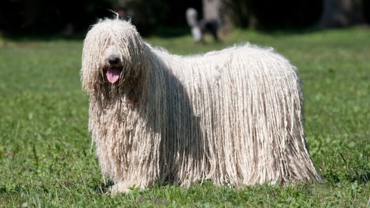 日本では滅多に出会えない『珍しい犬種』5選　特徴や性格、国内の飼育頭数までご紹介(ブログ)