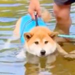生まれて初めて川に入った『泳げない犬』→不安そうな顔をしていて…『まさかの結末』が可愛すぎると32万再生「顔が最高」「オチｗ」と絶賛(ブログ)