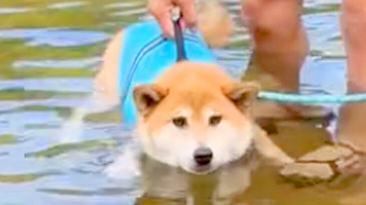 生まれて初めて川に入った『泳げない犬』→不安そうな顔をしていて…『まさかの結末』が可愛すぎると32万再生「顔が最高」「オチｗ」と絶賛(ブログ)