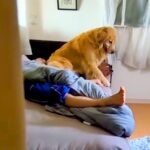 寝ている男の子の部屋から出てこない大型犬→そーっと様子を見に行ってみたら…バレた瞬間の『気まずい光景』が90万再生「かわいい」と反響(ブログ)