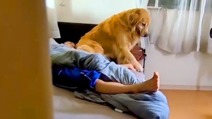寝ている男の子の部屋から出てこない大型犬→そーっと様子を見に行ってみたら…バレた瞬間の『気まずい光景』が90万再生「かわいい」と反響(ブログ)