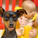 どうしても赤ちゃんの近くにいたい犬→奮闘した結果…まさかの『罪を犯しまくる光景』が453万再生「良い家族すぎる」「書類送犬ｗ」と反響(ブログ)