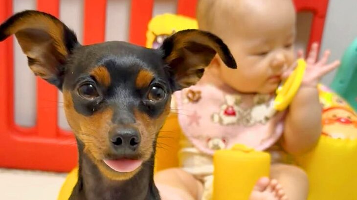 どうしても赤ちゃんの近くにいたい犬→奮闘した結果…まさかの『罪を犯しまくる光景』が453万再生「良い家族すぎる」「書類送犬ｗ」と反響(ブログ)
