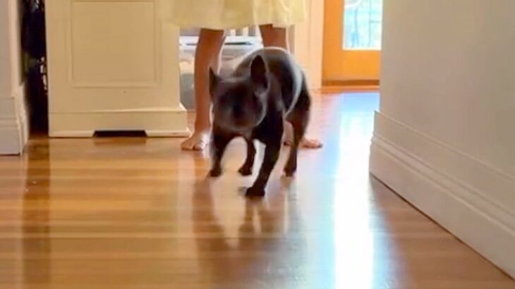 海外で暮らす男性→家族が亡くなり、緊急帰国のため『友人に犬を１週間預けた』結果…思わず涙する『再会の瞬間』が15万再生「愛が溢れてる…」(ブログ)