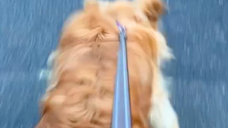 散歩中に大型犬を撫でてくれる夫婦→１ヶ月間会えずに…久々に再会した瞬間『涙が出るほど愛おしい光景』に反響「癒やされる触れ合い」の声(ブログ)