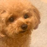 ワンワン吠えている犬に『しーっ』と指を出した結果…反抗的すぎる『まさかの表情』が99万再生「やんのか？って顔で草」「口がｗｗ」と反響(ブログ)