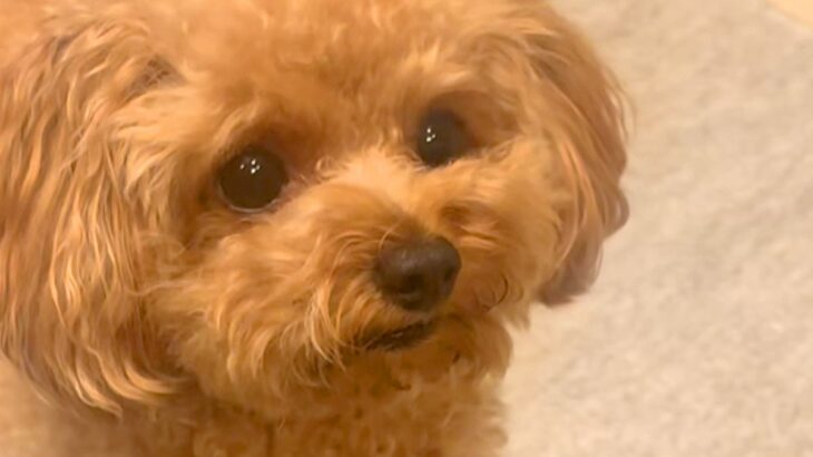 ワンワン吠えている犬に『しーっ』と指を出した結果…反抗的すぎる『まさかの表情』が99万再生「やんのか？って顔で草」「口がｗｗ」と反響(ブログ)