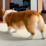 お部屋の中で『おなら』をする犬→想像以上に大きな音が鳴ってしまい…コントのような『まさかの行動』が38万再生「想定外のボリュームで草」(ブログ)