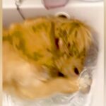散歩から帰宅した犬を『洗面台』に入れると…まるで人間のような『豪快すぎる行動』が72万再生「大胆で笑ったｗ」「暑さ対策を心得ている」(ブログ)